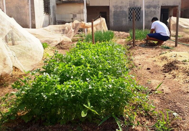 04535_horta_2_4618291382734197518